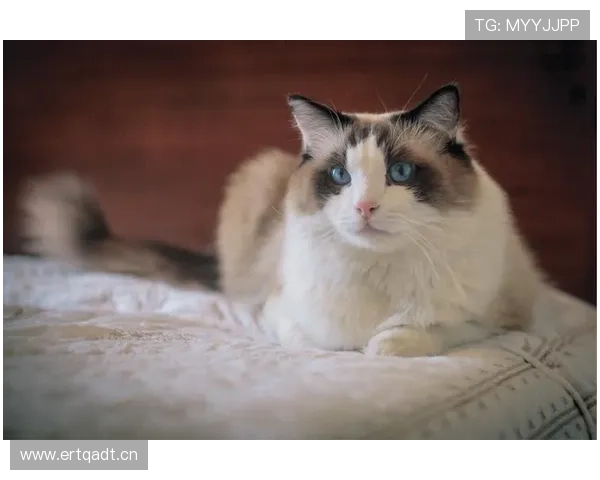 伊布家的狗都吃有机牛排？